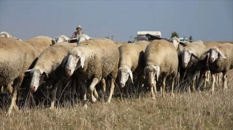 Sheep grazing on pasture Stock Footage 8638198