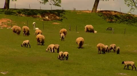 Sheep Grazing in Pasture Stock Footage 11016808