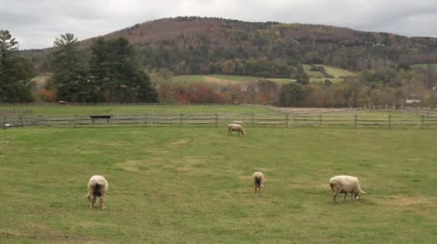 Sheep Grazing In A Pasture Видео 12391786