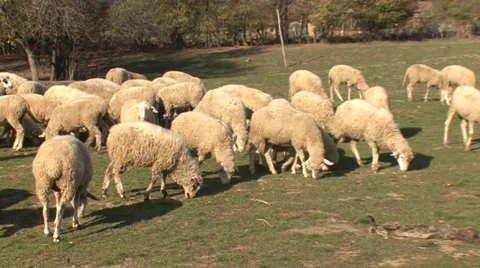 Sheep grazing on pasture Stock Footage 35707925