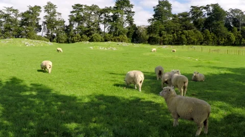 Sheep grazing in pasture Stock Footage 50226626
