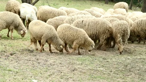 Sheep grazing on the pasture Stock-Footage 74911574