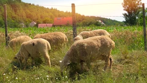 Sheep grazing on pasture Stock Footage 135389636