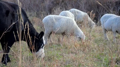 Sheep Grazing in Pasture 動画素材 273621996