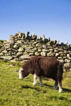 Sheep grazing in pasture Stock Photos