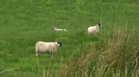 Sheep grazing on the pastures Stock Footage 39654164
