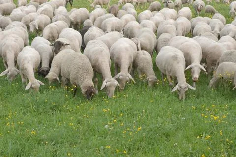 Sheep grazing Stock Photos