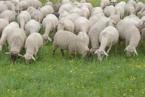 Sheep grazing Stock Photos