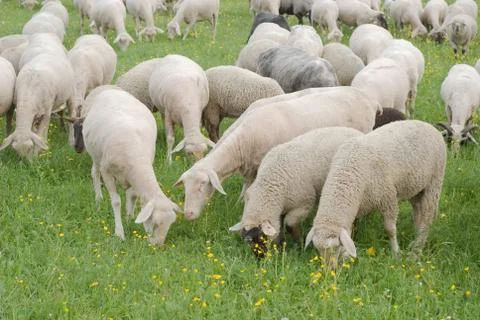 Sheep grazing Stock Photos
