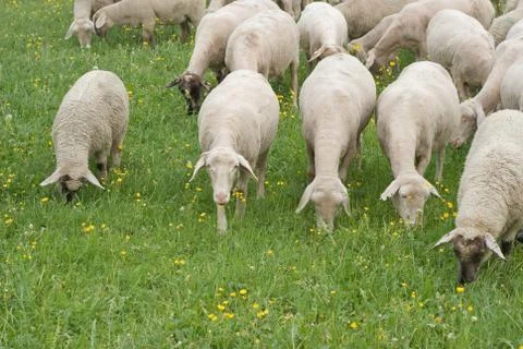 Sheep grazing Foto stock