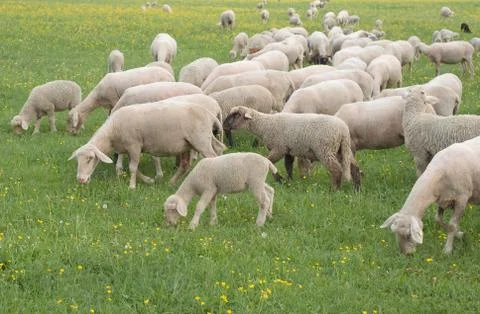 Sheep grazing Stock Photos
