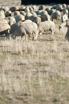 Sheep grazing. Stock Photos