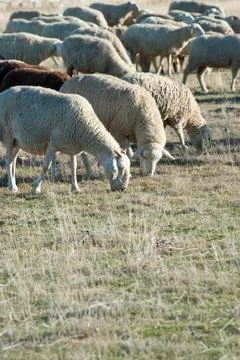 Sheep grazing. Stock Photos