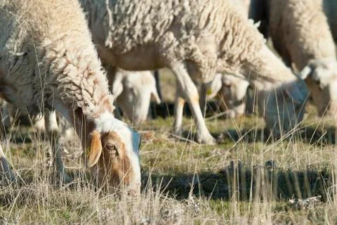Sheep grazing. Stock Photos