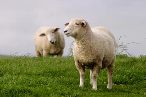 Sheep grazing Stock Photos