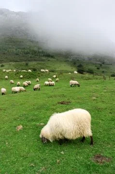 Sheep grazing Stock Photos