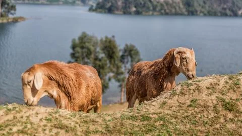 Sheep grazing Foto stock