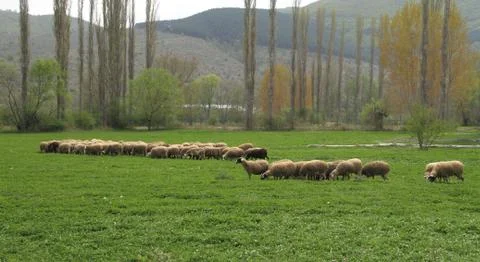 Sheep grazing Stock Photos
