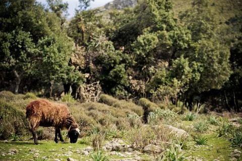 Sheep grazing Stock Photos