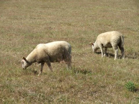 Sheep grazing Stock Photos