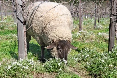 Sheep Grazing Stock Photos