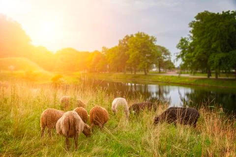 Sheep grazing 스톡 사진