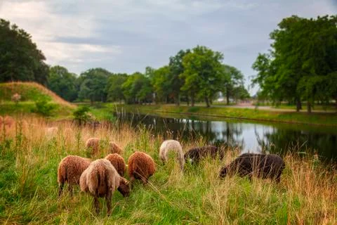 Sheep grazing 스톡 사진