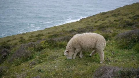 Sheep grazing Stock Photos