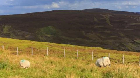 Sheep Grazing Stock Photos