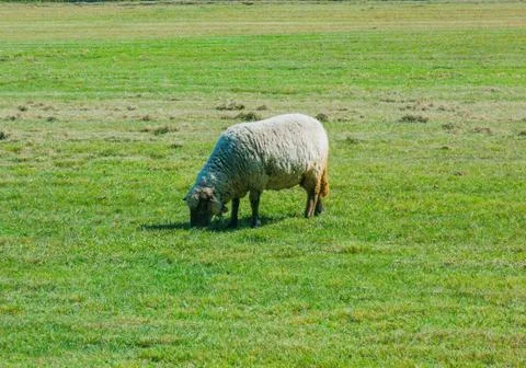 Sheep grazing. Foto stock