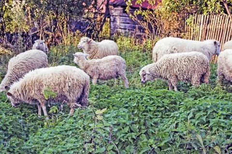 Sheep grazing Stock Photos