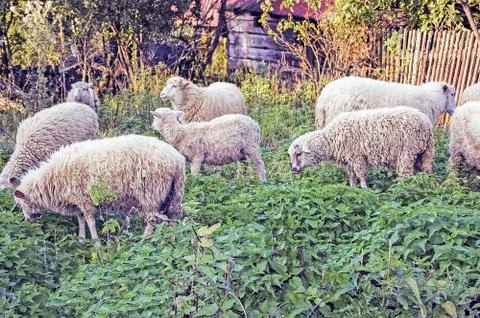Sheep grazing Stock Photos