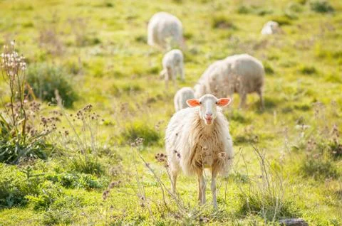 Sheep grazing Stock Photos