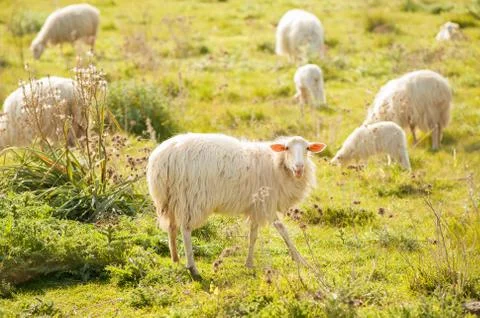 Sheep grazing Stock Photos