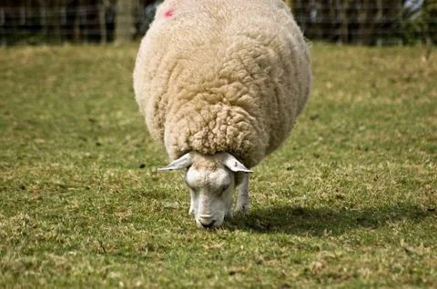 Sheep grazing Stock Photos