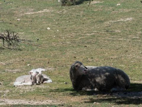 Sheep grazing Stock Photos