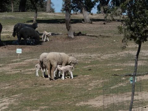 Sheep grazing Stock Photos