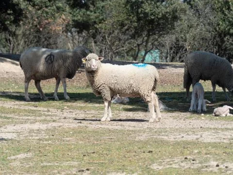 Sheep grazing Stock Photos