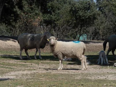 Sheep grazing Stock Photos