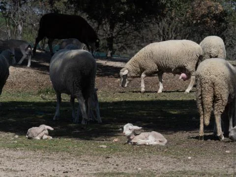 Sheep grazing Stock Photos