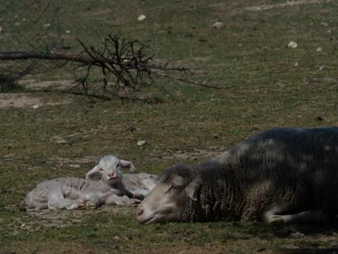 Sheep grazing Stock Photos