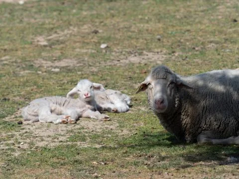 Sheep grazing Stock Photos
