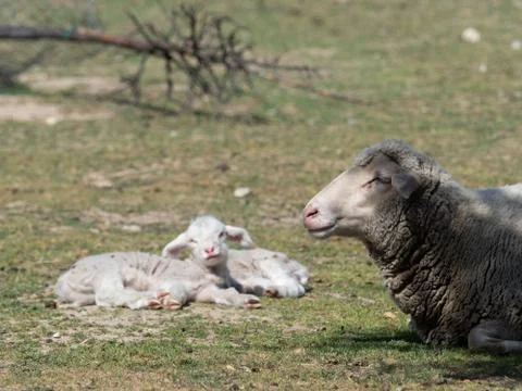 Sheep grazing Stock Photos