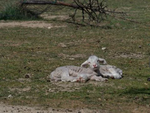 Sheep grazing Stock Photos