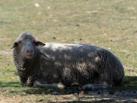 Sheep grazing Stock Photos