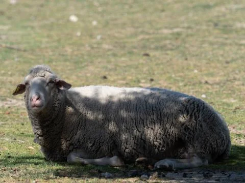 Sheep grazing Stock Photos