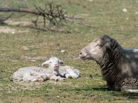 Sheep grazing Stock Photos