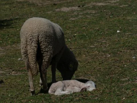 Sheep grazing Stock Photos