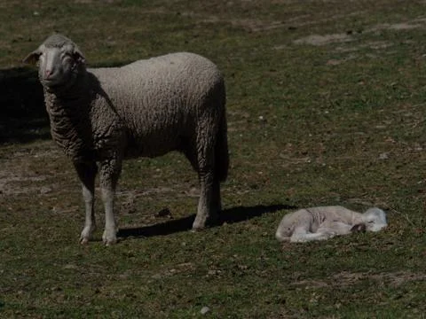 Sheep grazing Stock Photos