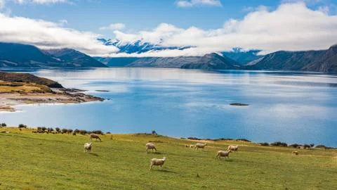 Sheep Grazing Stock Photos